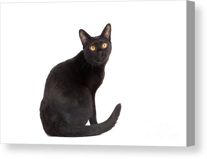 Cat Canvas Print featuring the photograph Bombay Cat by Jean-Michel Labat