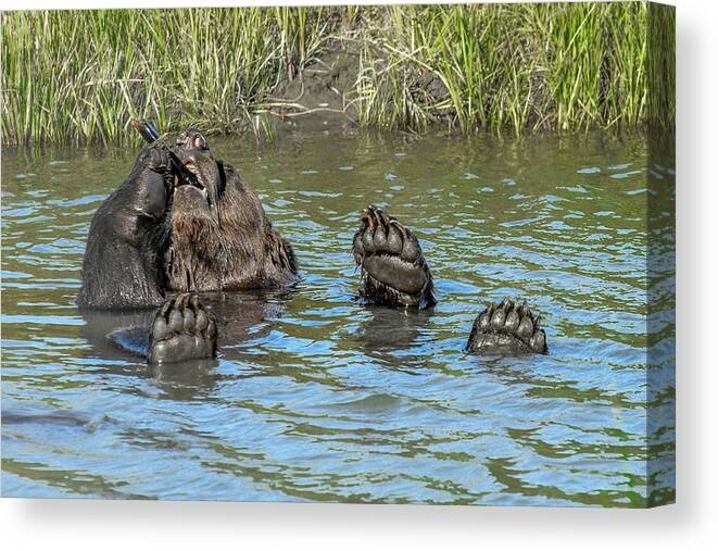 Brown Bear Canvas Print featuring the photograph Bone or Stogie by Don Mennig