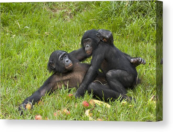 Bonobo Apes Mating Canvas Print / Canvas Art by Tony Camacho - Fine Art  America