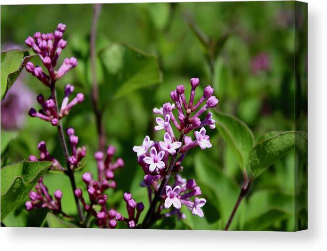 Photograph Canvas Print featuring the photograph Boomerang Lilac by M E