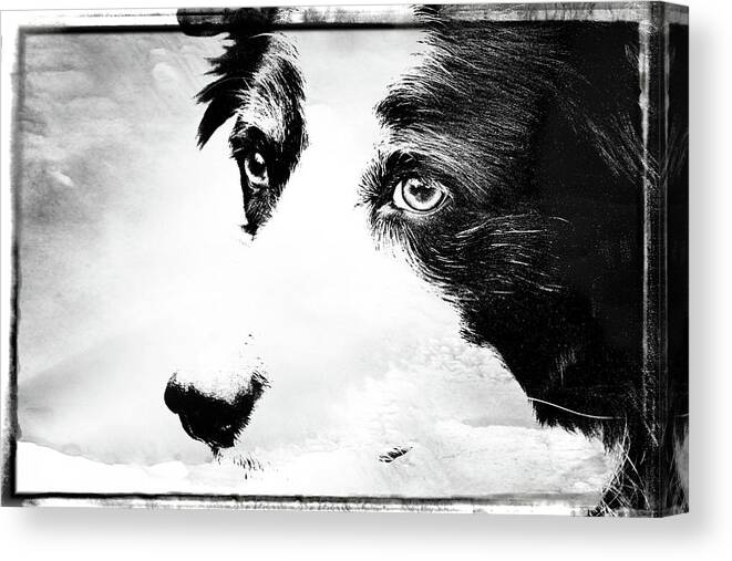 Mickey Canvas Print featuring the photograph Border Collie by Cathy Harper