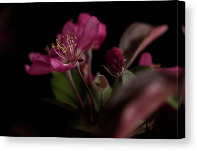 Flower Canvas Print featuring the photograph Born Again by Mike Eingle