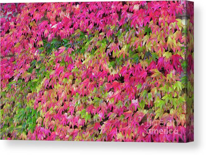 Boston Ivy Canvas Print featuring the photograph Boston Ivy in Autumn by Tim Gainey