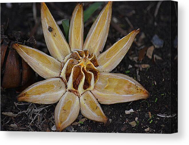 Seed Canvas Print featuring the photograph Botanical Garden Seed Pod by Lori Seaman