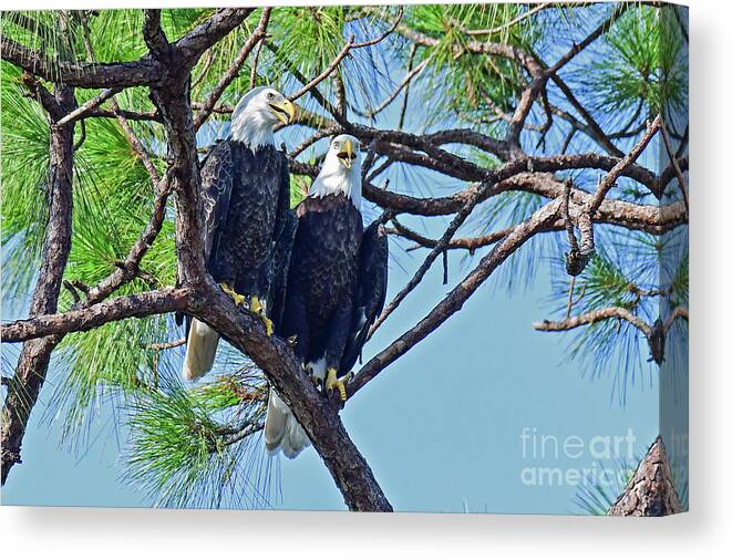 Bald Eagle Canvas Print featuring the photograph Both Harriet and M15 love by Liz Grindstaff