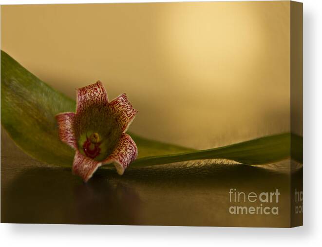 Brachychiton Canvas Print featuring the photograph Bottle Tree Flower by Kelly Holm