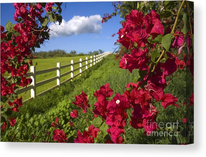 Background Canvas Print featuring the photograph Bougainvillea Farm I by Ron Dahlquist - Printscapes