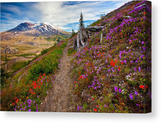 Mount Saint Helens Canvas Print featuring the photograph Boundary Trail by Darren White