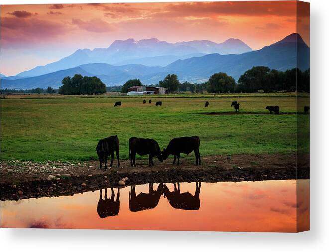 Cows Canvas Print featuring the photograph Bovine Sunset by Wasatch Light