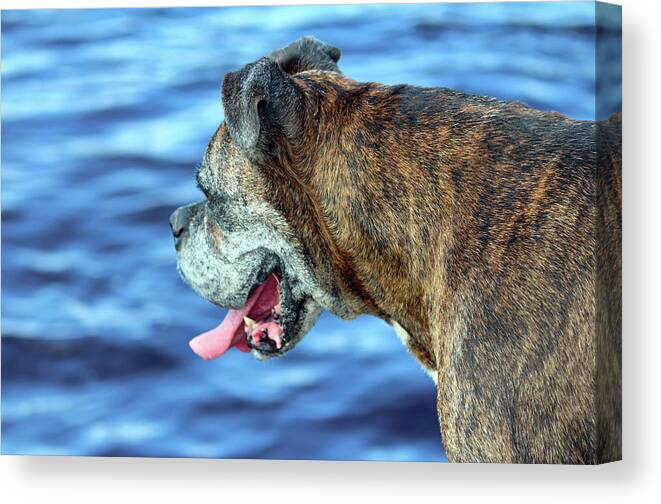 Boxer Canvas Print featuring the photograph Boxer On A Summer Day by Cynthia Guinn