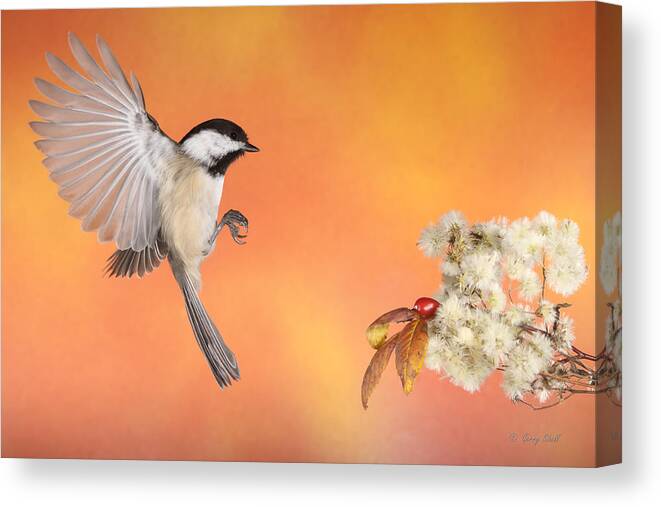 Nature Canvas Print featuring the photograph Braking For The Rose Hip by Gerry Sibell