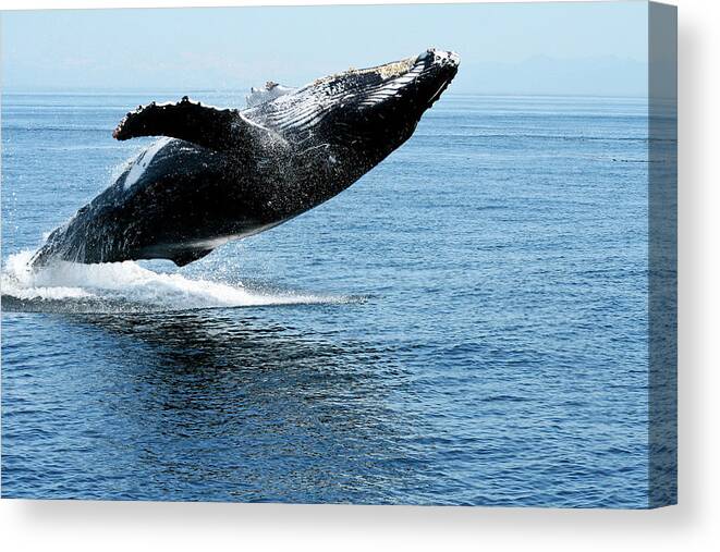 Alaska Canvas Print featuring the photograph Breaching humpback whales Happy-2 by Steve Darden