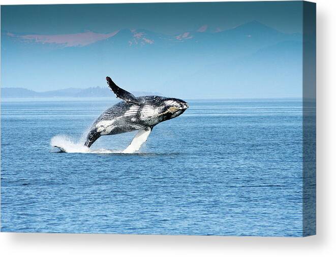 Alaska Canvas Print featuring the photograph Breaching humpback whales Happy-4 by Steve Darden