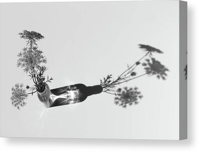 Queen Annes Lace Canvas Print featuring the photograph Breaking the Rules by Holly Ross