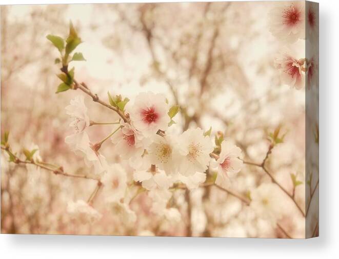Cherry Blossom Trees Canvas Print featuring the photograph Breathe - Holmdel Park by Angie Tirado