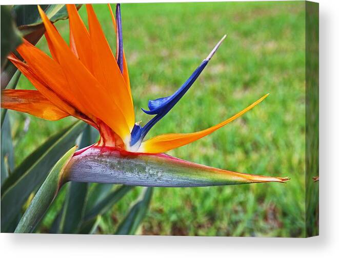 Bird Of Paradise Canvas Print featuring the photograph Bright Bird by Michiale Schneider