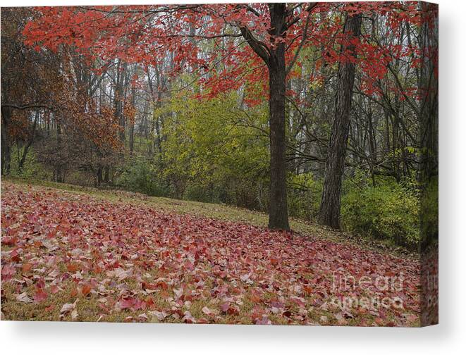 Red Maple Tree Canvas Print featuring the photograph Bright Red Maple Tree by Tamara Becker