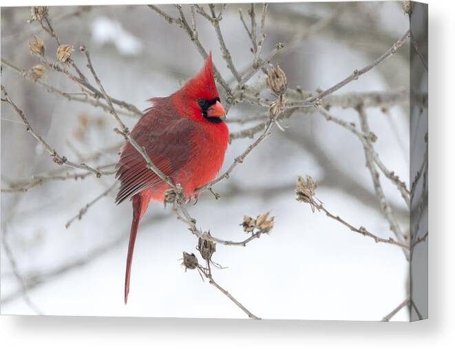 Eastern Cardinal. Cardinal Canvas Print featuring the photograph Bright Splash of Red on a Snowy Day by Skip Tribby