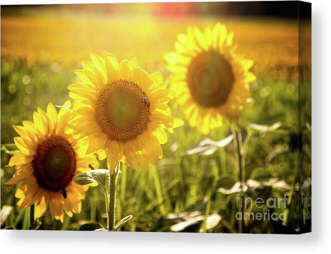 Sunflowers Canvas Print featuring the photograph Bright Sunflower Trio by Eleanor Abramson