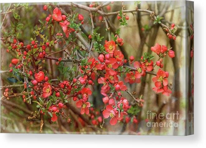 Japanese Quince Canvas Print featuring the photograph Brighten my garden by Yumi Johnson