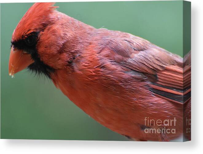 Cardinal Canvas Print featuring the photograph Brilliant Red Feathers on a Cardinal in the Wild by DejaVu Designs