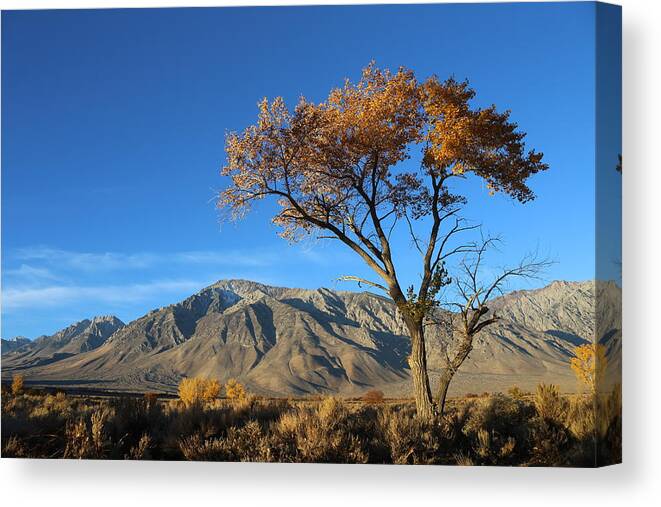 Brittle Canvas Print featuring the photograph Brittle Earthy Sunrise by Tammy Pool
