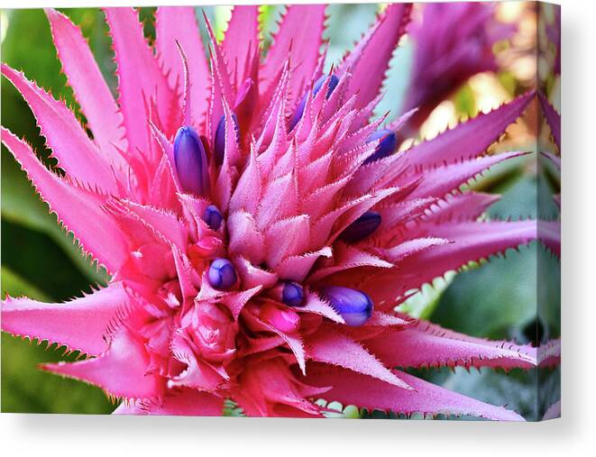 Linda Brody Canvas Print featuring the photograph Bromeliad 1 by Linda Brody