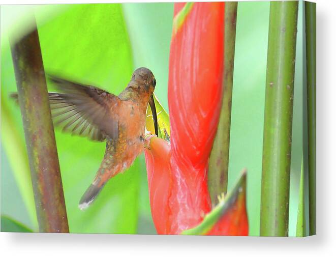Heliconia Canvas Print featuring the photograph Bronzy Hermit on Heliconia by Ted Keller