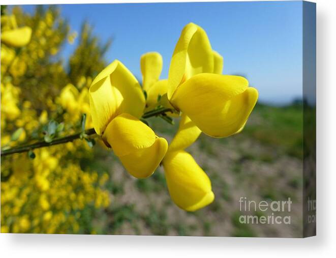 Beautiful Canvas Print featuring the photograph Broom In Bloom 4 by Jean Bernard Roussilhe