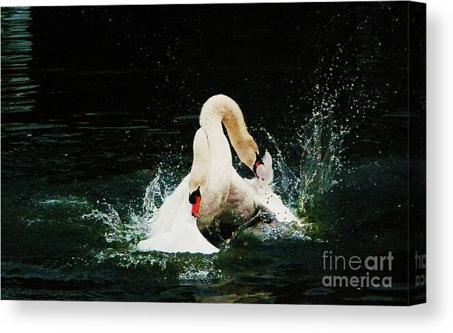 Swans Canvas Print featuring the photograph Brothers' Quarrel by Daniele Smith