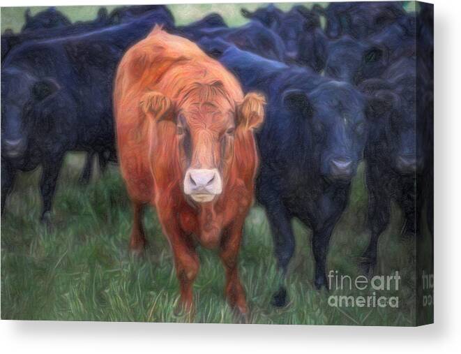 Our Town Canvas Print featuring the photograph Brown Cow by Craig J Satterlee