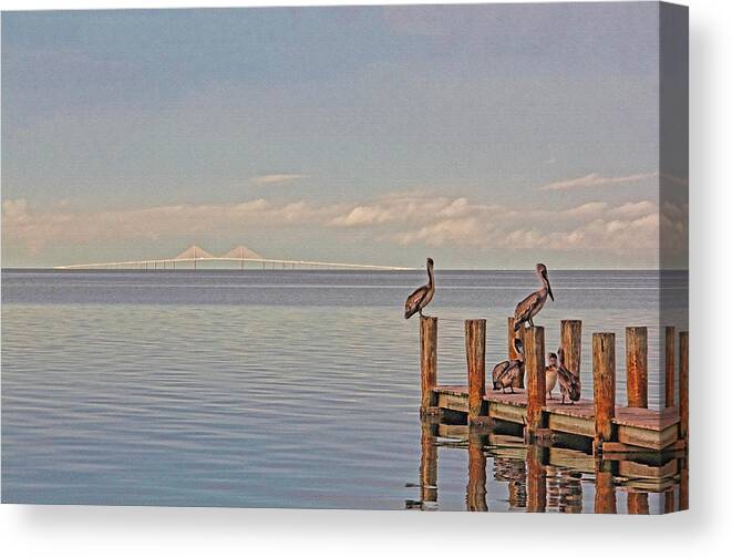Sunshine Skyway Bridge Canvas Print featuring the photograph Brown Pelican Five by HH Photography of Florida