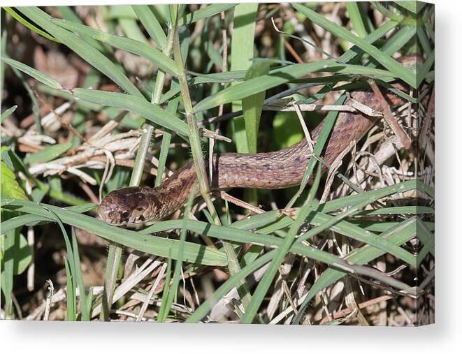 Ronnie Maum Canvas Print featuring the photograph Brown Snake by Ronnie Maum