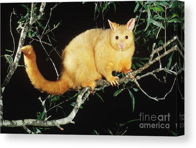 Opossum Canvas Print featuring the photograph Brush-tailed Opossum by B. G. Thomson