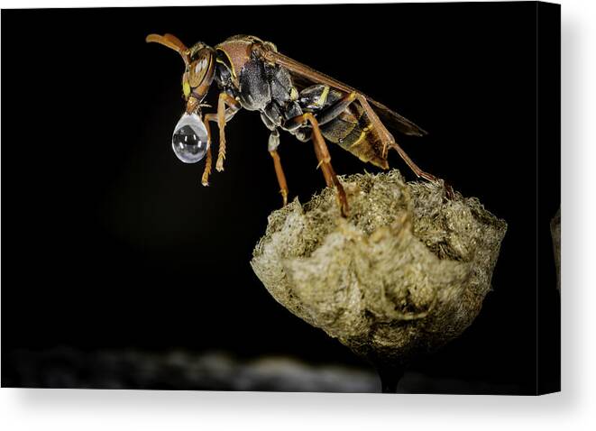 Macro Canvas Print featuring the photograph Bubble Blowing Wasp by Chris Cousins