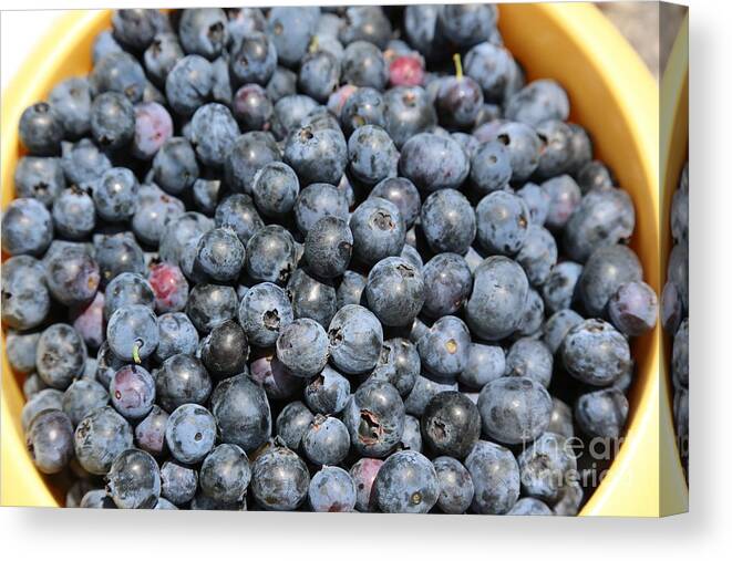 Blueberry Canvas Print featuring the photograph Bucket of Blueberries by Carol Groenen