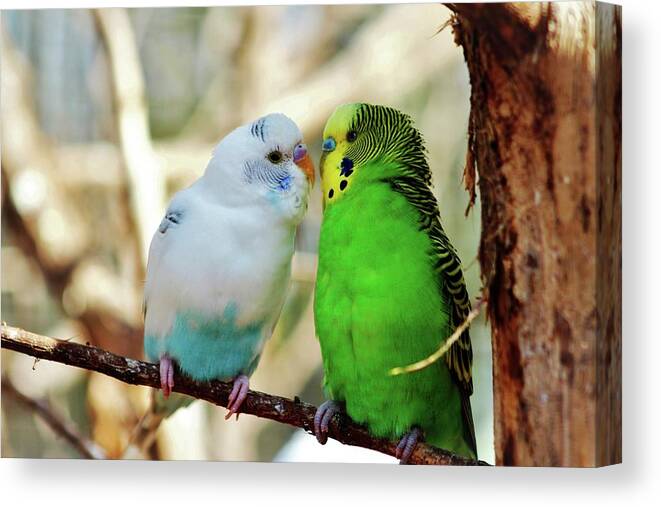 Budgie Canvas Print featuring the photograph Budgie Friends by Cynthia Guinn