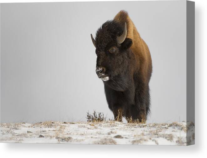 Winter Canvas Print featuring the photograph Buffalo Leader by Bill Cubitt