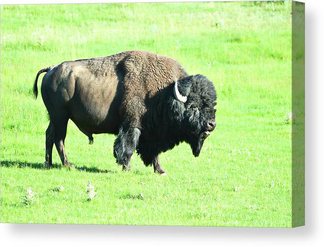 Buffalo Canvas Print featuring the photograph Buffalo Stroll by La Dolce Vita