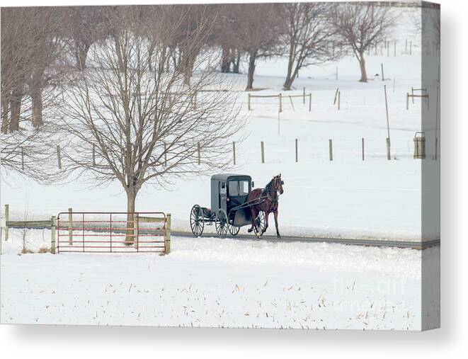 Amish Canvas Print featuring the photograph Buggy Ride by Craig Leaper