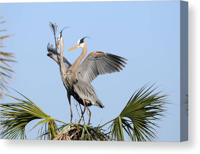 Great Blue Heron Canvas Print featuring the photograph Building the nest by Bradford Martin