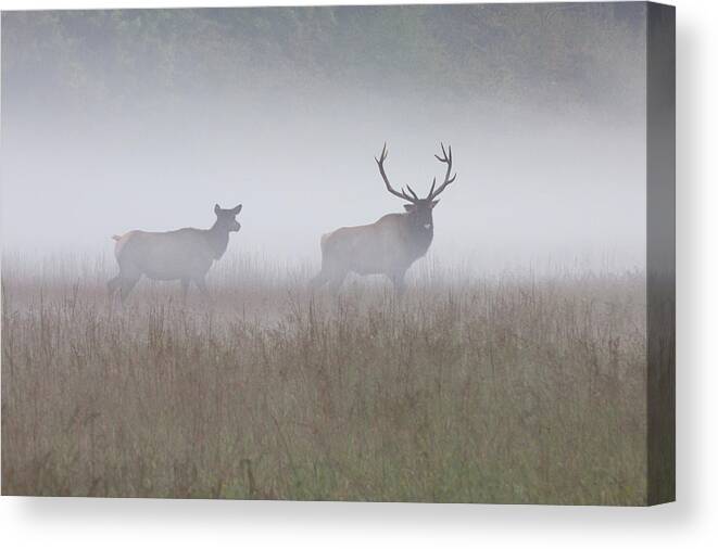 Elk Canvas Print featuring the photograph Bull and Cow Elk in Fog - September 30 2016 by D K Wall