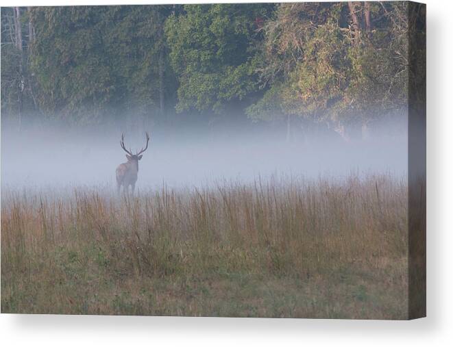 Elk Canvas Print featuring the photograph Bull Elk Disappearing in Fog - September 30 2016 by D K Wall