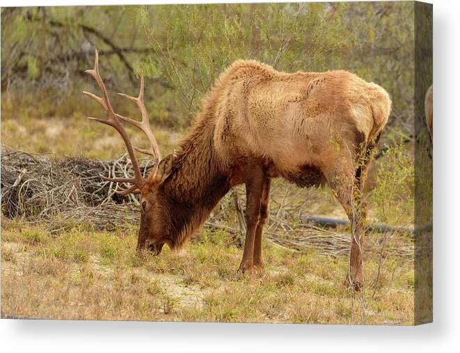 Debra Martz Canvas Print featuring the photograph Bull Elk Grazing by Debra Martz