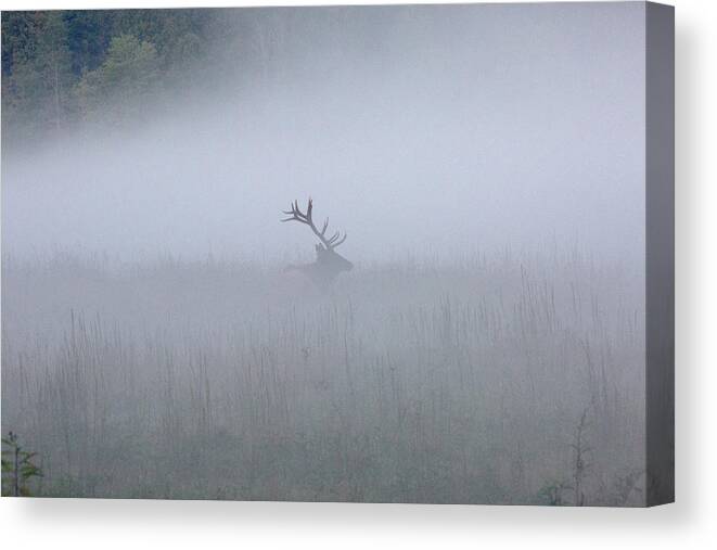 Elk Canvas Print featuring the photograph Bull Elk in Fog - September 30, 2016 by D K Wall