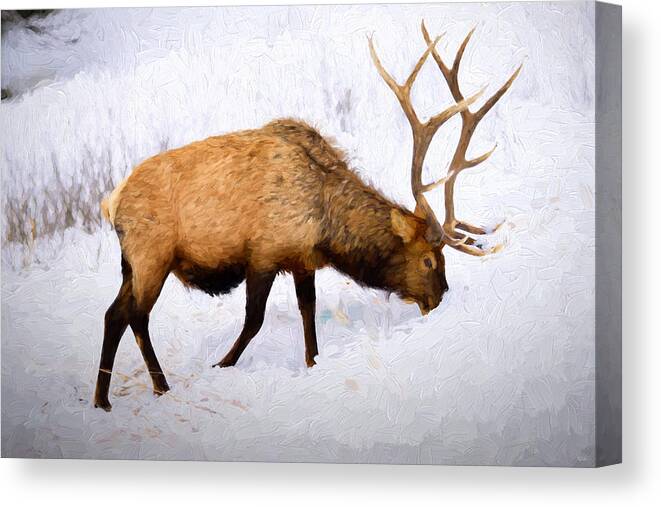 Elk Canvas Print featuring the photograph Bull Elk in Winter by Greg Norrell