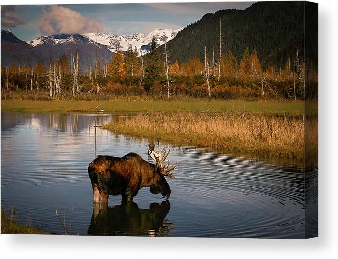 Moose Canvas Print featuring the photograph Bull Moose by Benjamin Dahl