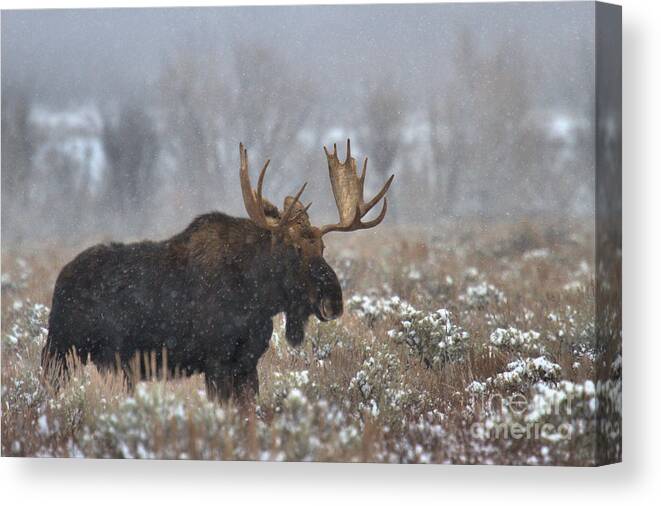 Moose Canvas Print featuring the photograph Bull Moose In The Fog by Adam Jewell