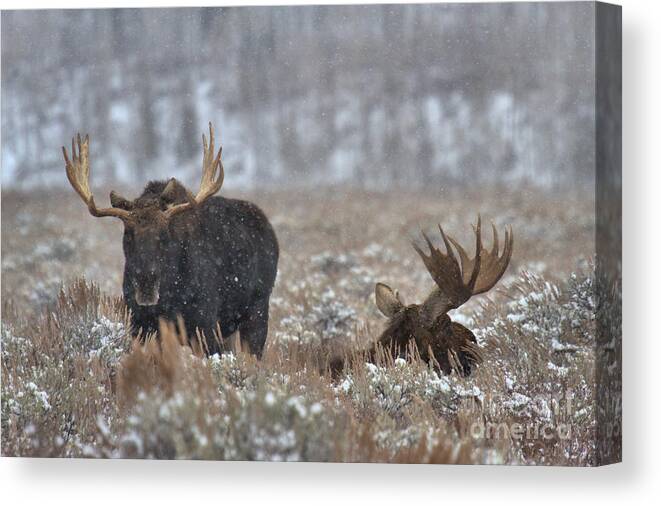  Canvas Print featuring the photograph Bull Moose Winter Wandering by Adam Jewell