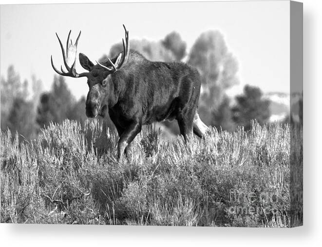 Bull Moose Canvas Print featuring the photograph Bull On A Blue Sky Day Black And White by Adam Jewell